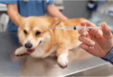 Modern Approaches to Keeping Pets Healthy, Safe, and Well Protected
